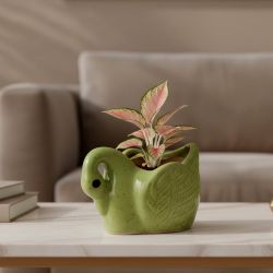Ceramic Planters