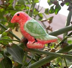 Macaw Bird Cabinet Knob