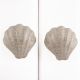 Cream Sea Shell Cabinet Knob