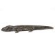 Brass Long Lizard Tribal Style Jali Design