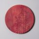 Paradise Bloom Wall Plate Set of 6